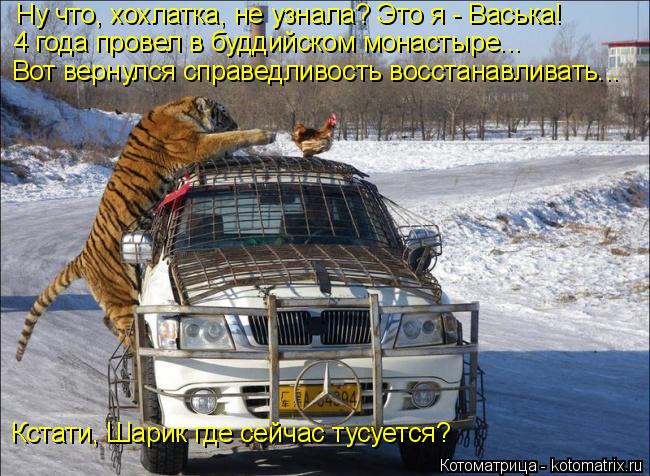 Ну что, хохлатка, не узнала? Это я - Васька! 4 года провел в буддийском монастыре... Вот вернулся спр... Котоматрица: Ну что, хохлатка, не узнала? Это я - Васька! 4 года провел в буддийском монастыре... Вот вернулся справедливость восстанавливать... Кстати, Шари