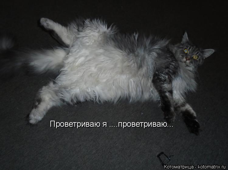 Проветриваю я ....проветриваю...... Котоматрица: Проветриваю я ....проветриваю...