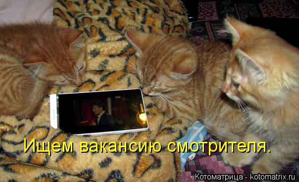 Ищем вакансию смотрителя.... Котоматрица: Ищем вакансию смотрителя.