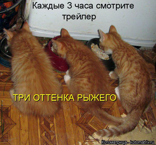 трейлер Каждые 3 часа смотрите ТРИ ОТТЕНКА РЫЖЕГО... Котоматрица: трейлер Каждые 3 часа смотрите ТРИ ОТТЕНКА РЫЖЕГО