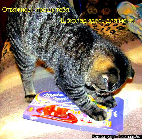 Отвяжись!- прошу тебя. Шоколад здесь для меня!... Котоматрица: Отвяжись!- прошу тебя. Шоколад здесь для меня!