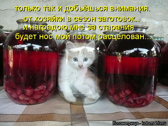 только так и добьёшься внимания. от хозяйки в сезон заготовок.. и наградою мне за старания будет нос ... Котоматрица: только так и добьёшься внимания. от хозяйки в сезон заготовок.. и наградою мне за старания будет нос мой потом расцелован...