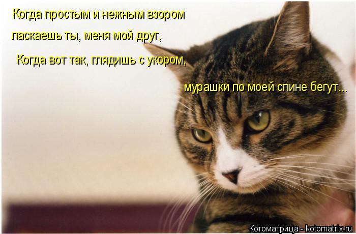 Когда простым и нежным взором ласкаешь ты, меня мой друг, Когда вот так, глядишь с укором, мурашки по... Котоматрица: Когда простым и нежным взором ласкаешь ты, меня мой друг, Когда вот так, глядишь с укором, мурашки по моей спине бегут...