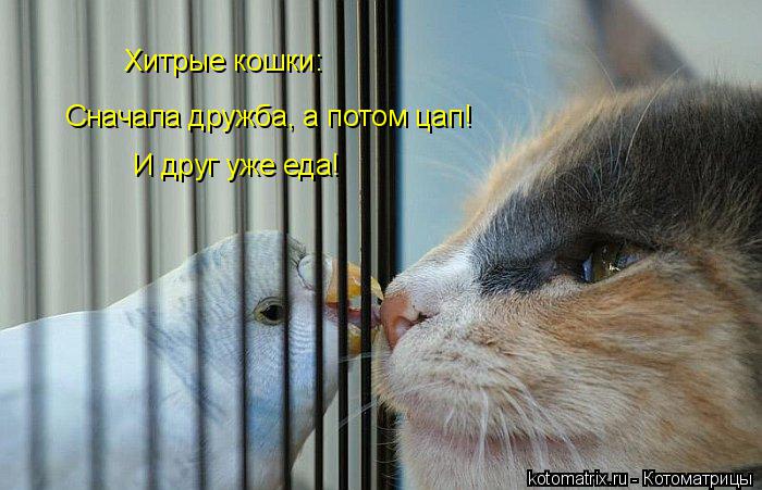Хитрые кошки: Сначала дружба, а потом цап! И друг уже еда!... Котоматрица: Хитрые кошки: Сначала дружба, а потом цап! И друг уже еда!