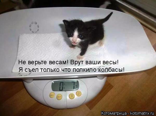 Не верьте весам! Врут ваши весы! Я съел только что полкило колбасы!... Котоматрица: Не верьте весам! Врут ваши весы! Я съел только что полкило колбасы!