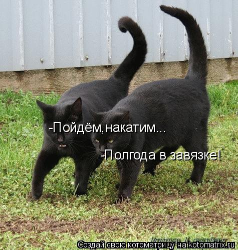 -Пойдём,накатим... -Полгода в завязке!... Котоматрица: -Пойдём,накатим... -Полгода в завязке!