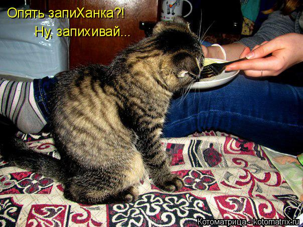 Опять запиХанка?! Ну, запихивай...... Котоматрица: Опять запиХанка?! Ну, запихивай...