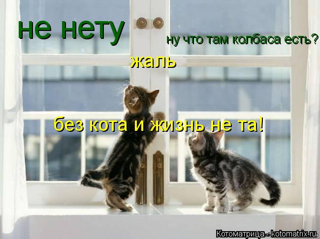 ну что там колбаса есть? не нету не нету жаль без кота и жизнь не та!... Котоматрица: ну что там колбаса есть? не нету не нету жаль без кота и жизнь не та!