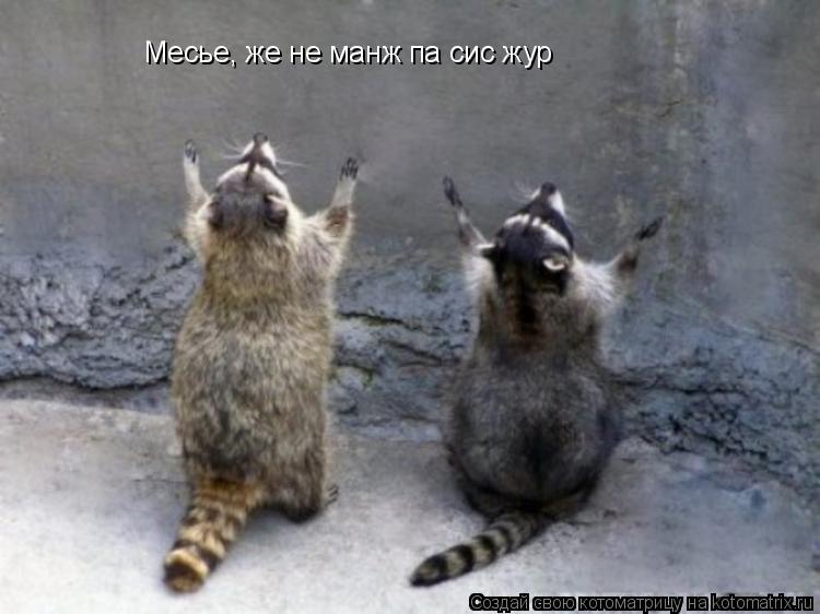 Месье, же не манж па сис жур... Котоматрица: Месье, же не манж па сис жур