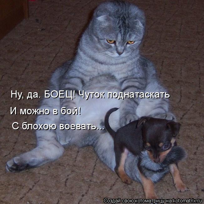 Ну, да. БОЕЦ! Чуток поднатаскать И можно в бой! С блохою воевать...... Котоматрица: Ну, да. БОЕЦ! Чуток поднатаскать И можно в бой! С блохою воевать...