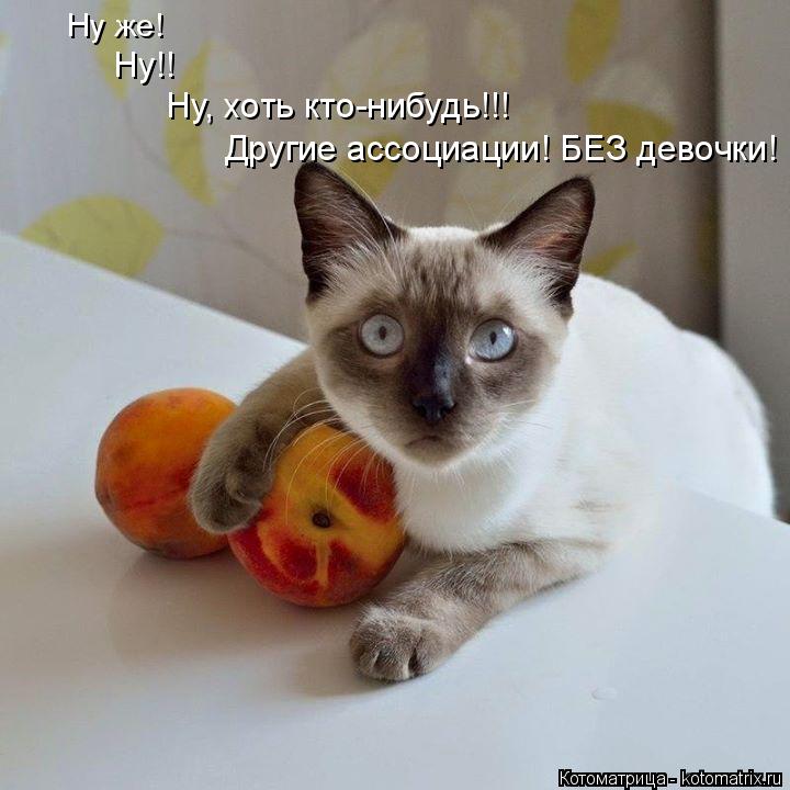 Другие ассоциации! БЕЗ девочки! Ну же! Ну!! Ну, хоть кто-нибудь!!!... Котоматрица: Другие ассоциации! БЕЗ девочки! Ну же! Ну!! Ну, хоть кто-нибудь!!!