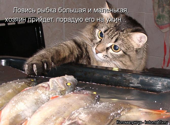 Ловись рыбка большая и маленькая, хозяин прийдет, порадую его на ужин...... Котоматрица: Ловись рыбка большая и маленькая, хозяин прийдет, порадую его на ужин...