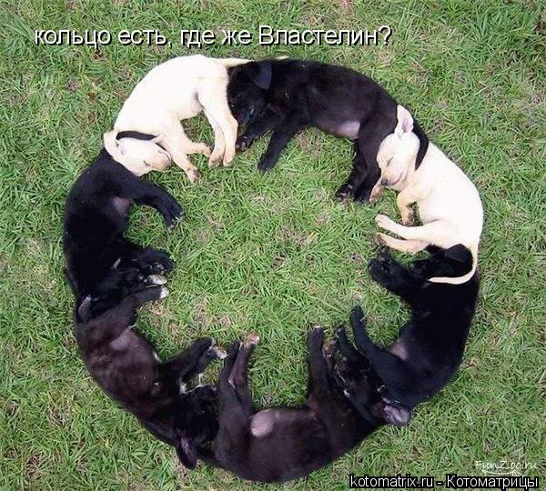 кольцо есть, где же Властелин?... Котоматрица: кольцо есть, где же Властелин?