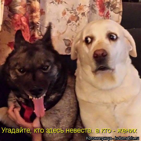 Угадайте, кто здесь невеста. а кто - жених... Котоматрица: Угадайте, кто здесь невеста. а кто - жених