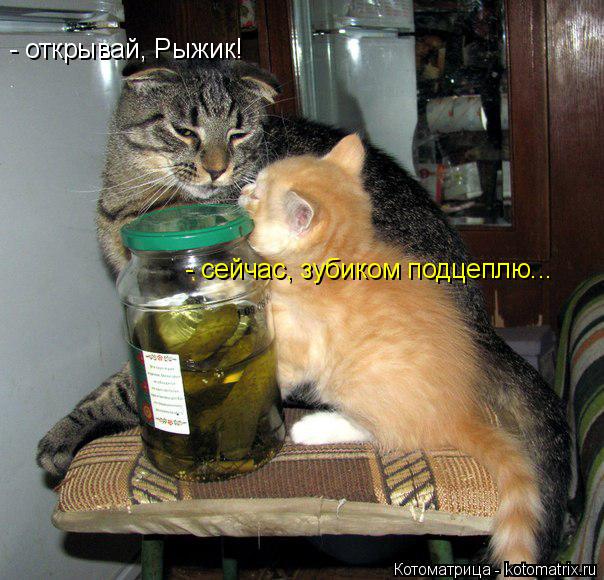 - открывай, Рыжик! - сейчас, зубиком подцеплю...... Котоматрица: - открывай, Рыжик! - сейчас, зубиком подцеплю...