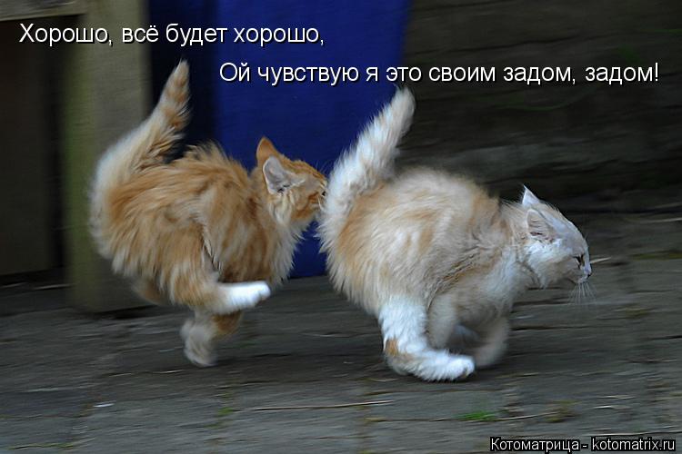 Хорошо, всё будет хорошо, Ой чувствую я это своим задом, задом!... Котоматрица: Хорошо, всё будет хорошо, Ой чувствую я это своим задом, задом!