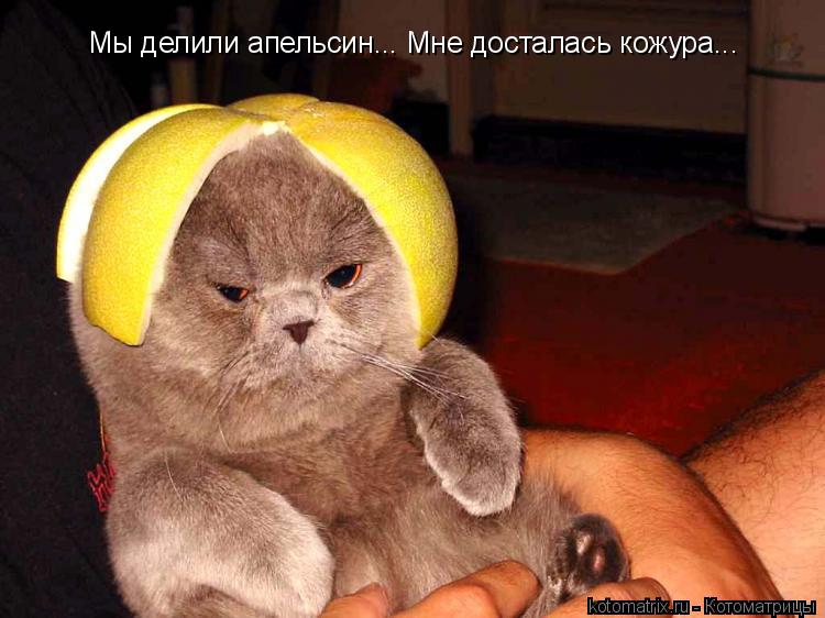 Мы делили апельсин... Мне досталась кожура...... Котоматрица: Мы делили апельсин... Мне досталась кожура...