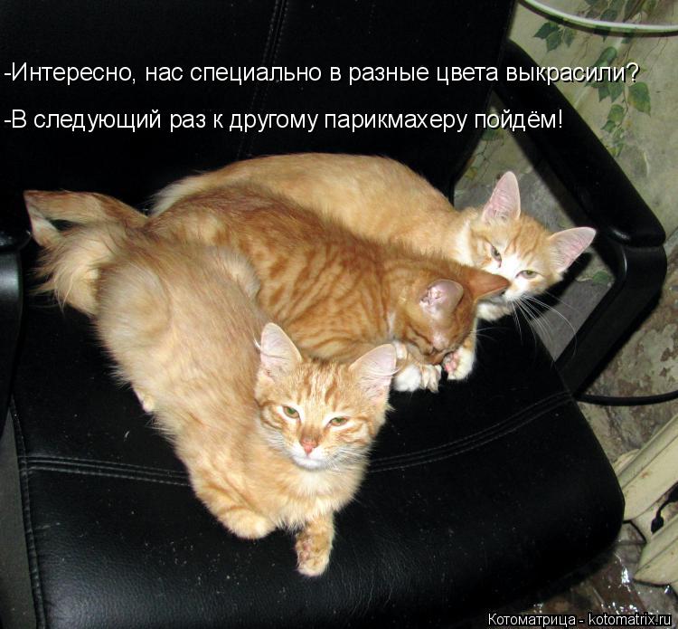 -В следующий раз к другому парикмахеру пойдём! -Интересно, нас специально в разные цвета выкрасили?... Котоматрица: -В следующий раз к другому парикмахеру пойдём! -Интересно, нас специально в разные цвета выкрасили?