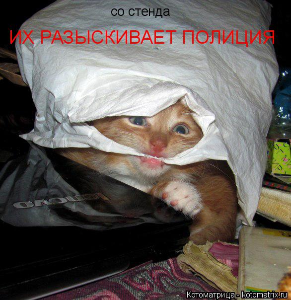 ИХ РАЗЫСКИВАЕТ ПОЛИЦИЯ со стенда... Котоматрица: ИХ РАЗЫСКИВАЕТ ПОЛИЦИЯ со стенда