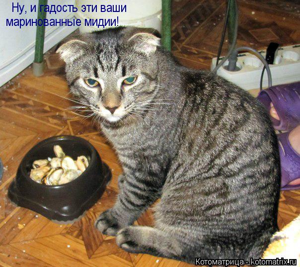 Ну, и гадость эти ваши маринованные мидии!... Котоматрица: Ну, и гадость эти ваши маринованные мидии!