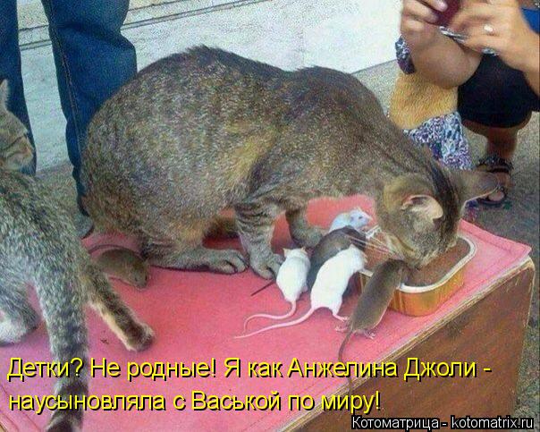 Детки? Не родные! Я как Анжелина Джоли - наусыновляла с Васькой по миру!... Котоматрица: Детки? Не родные! Я как Анжелина Джоли - наусыновляла с Васькой по миру!
