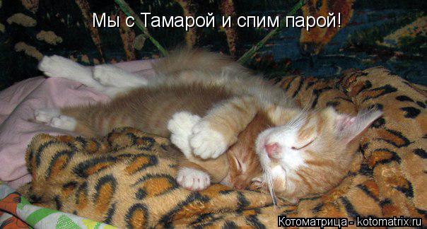 Мы с Тамарой и спим парой!... Котоматрица: Мы с Тамарой и спим парой!