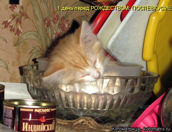 1 день перед РОЖДЕСТВОМ: ПОСЛЕВКУСИЕ... Котоматрица: 1 день перед РОЖДЕСТВОМ: ПОСЛЕВКУСИЕ