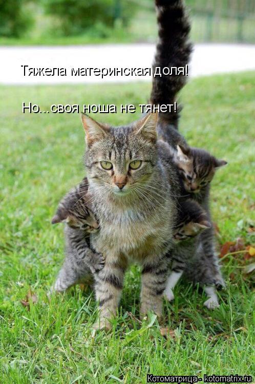 Тяжела материнская доля! Но...своя ноша не тянет!... Котоматрица: Тяжела материнская доля! Но...своя ноша не тянет!