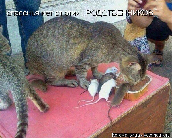 спасенья нет от этих...РОДСТВЕННИКОВ... Котоматрица: спасенья нет от этих...РОДСТВЕННИКОВ