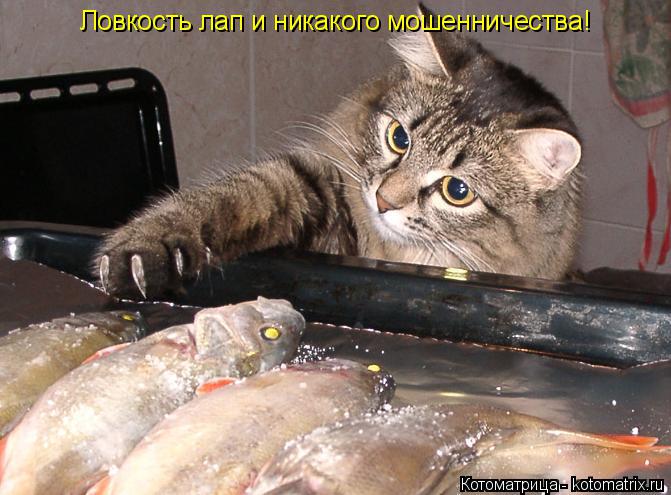 Ловкость лап и никакого мошенничества!... Котоматрица: Ловкость лап и никакого мошенничества!