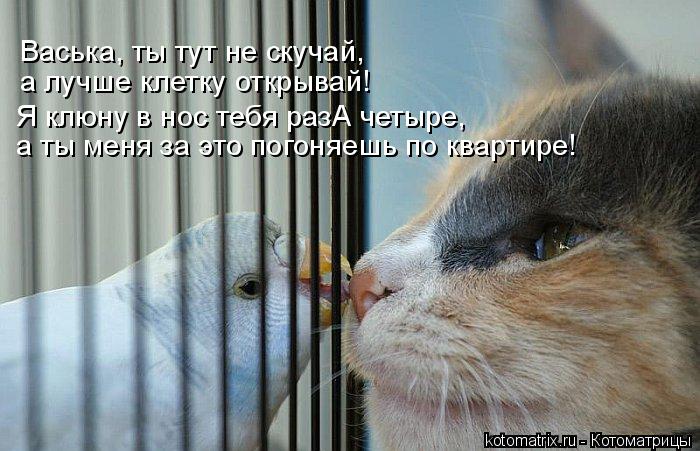 Васька, ты тут не скучай, а лучше клетку открывай! Я клюну в нос тебя разА четыре, а ты меня за это ... Котоматрица: Васька, ты тут не скучай, а лучше клетку открывай! Я клюну в нос тебя разА четыре, а ты меня за это погоняешь по квартире!