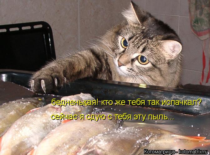 бедненькая! кто же тебя так испачкал? сейчас я сдую с тебя эту пыль...... Котоматрица: бедненькая! кто же тебя так испачкал? сейчас я сдую с тебя эту пыль...