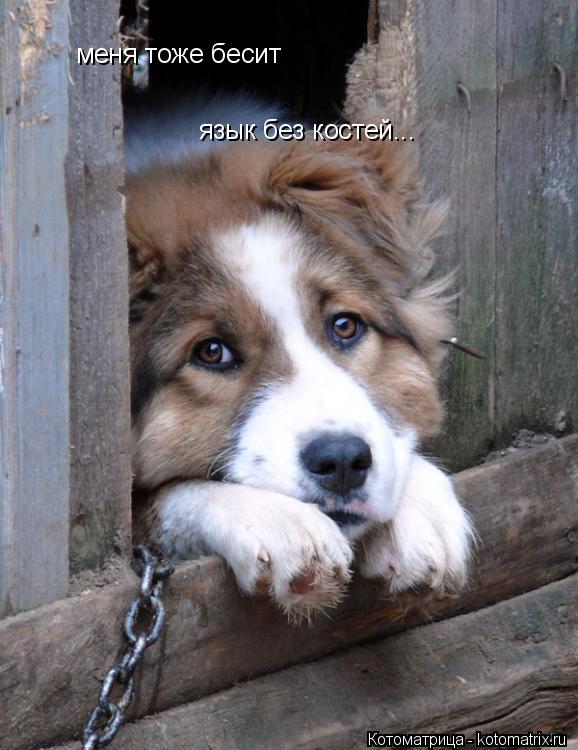 меня тоже бесит язык без костей...... Котоматрица: меня тоже бесит язык без костей...