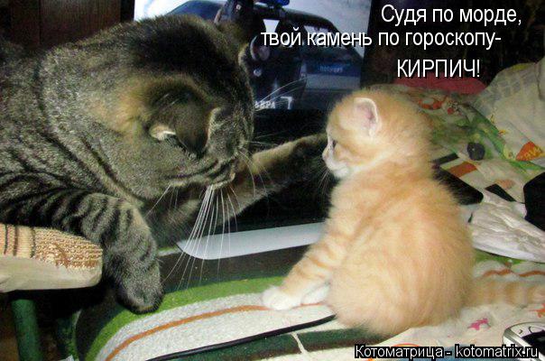 твой камень по гороскопу- Судя по морде, КИРПИЧ!... Котоматрица: твой камень по гороскопу- Судя по морде, КИРПИЧ!