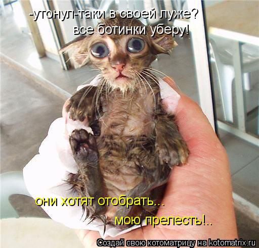 -утонул-таки в своей луже? все ботинки уберу! они хотят отобрать... мою прелесть!..... Котоматрица: -утонул-таки в своей луже? все ботинки уберу! они хотят отобрать... мою прелесть!..