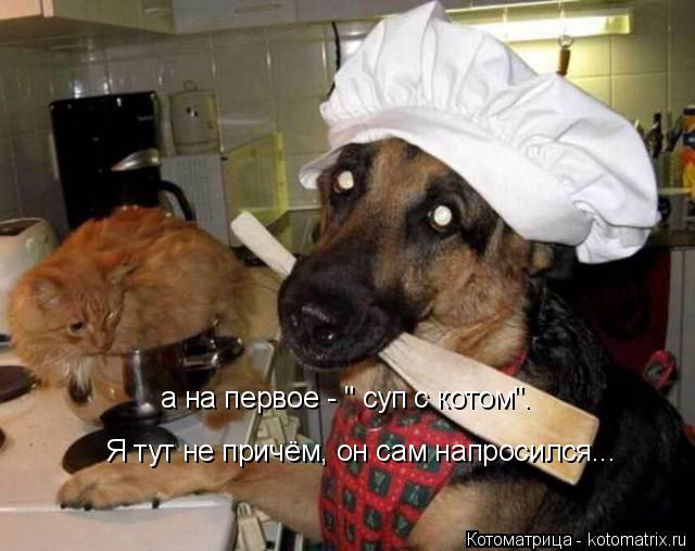 а на первое - " суп с котом". Я тут не причём, он сам напросился...... Котоматрица: а на первое - " суп с котом". Я тут не причём, он сам напросился...
