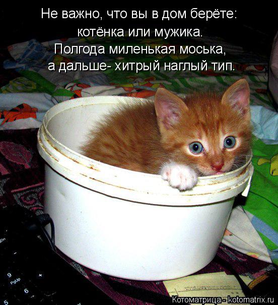Не важно, что вы в дом берёте: котёнка или мужика. Полгода миленькая моська, а дальше- хитрый наглый ... Котоматрица: Не важно, что вы в дом берёте: котёнка или мужика. Полгода миленькая моська, а дальше- хитрый наглый тип.