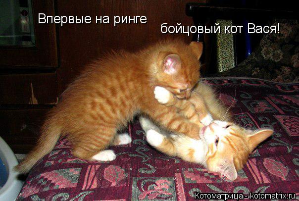 бойцовый кот Вася! Впервые на ринге... Котоматрица: бойцовый кот Вася! Впервые на ринге