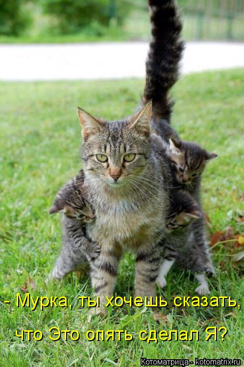 - Мурка, ты хочешь сказать, что Это опять сделал Я?... Котоматрица: - Мурка, ты хочешь сказать, что Это опять сделал Я?