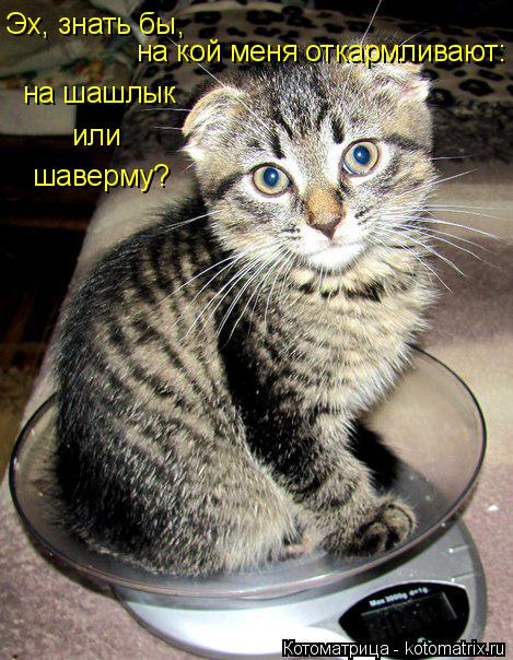 Эх, знать бы, на кой меня откармливают: на шашлык или шаверму?... Котоматрица: Эх, знать бы, на кой меня откармливают: на шашлык или шаверму?