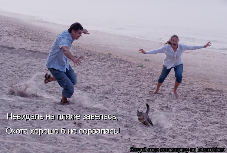 Невидаль на пляже завелась, Охота хорошо б не сорвалась!... Котоматрица: Невидаль на пляже завелась, Охота хорошо б не сорвалась!