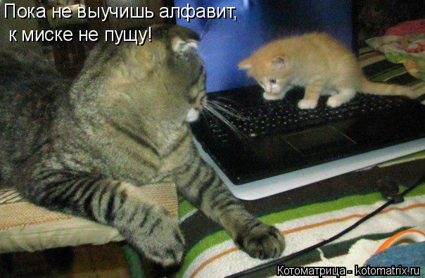 Пока не выучишь алфавит, к миске не пущу!... Котоматрица: Пока не выучишь алфавит, к миске не пущу!