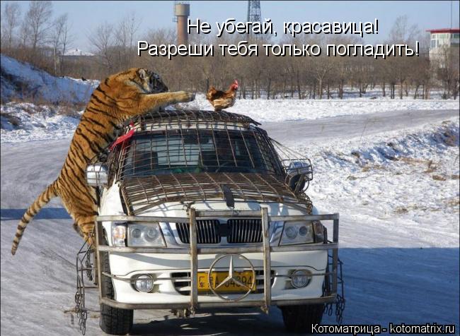 Не убегай, красавица! Разреши тебя только погладить!... Котоматрица: Не убегай, красавица! Разреши тебя только погладить!