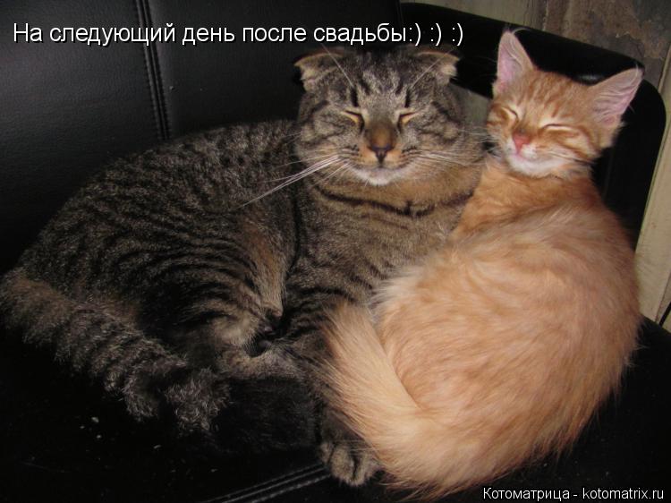На следующий день после свадьбы:) :) :)... Котоматрица: На следующий день после свадьбы:) :) :)