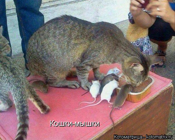 Кошки-мышки... Котоматрица: Кошки-мышки