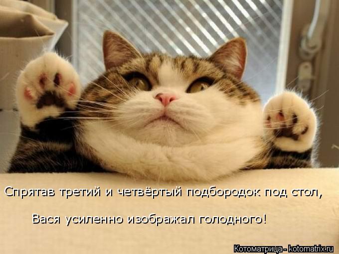 Спрятав третий и четвёртый подбородок под стол, Вася усиленно изображал голодного!... Котоматрица: Спрятав третий и четвёртый подбородок под стол, Вася усиленно изображал голодного!