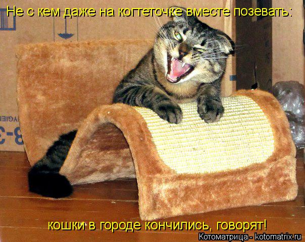 Не с кем даже на когтеточке вместе позевать: кошки в городе кончились, говорят!... Котоматрица: Не с кем даже на когтеточке вместе позевать: кошки в городе кончились, говорят!