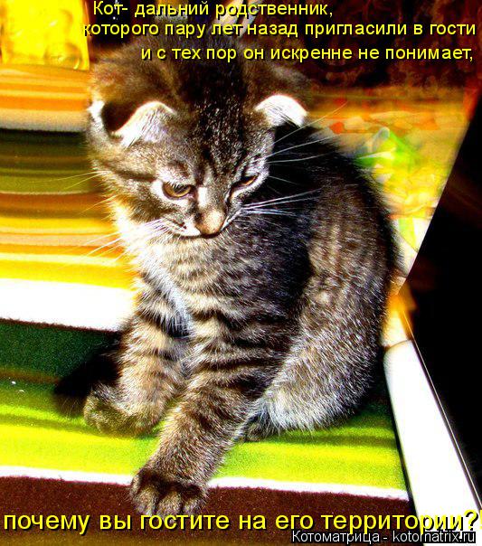 Кот- дальний родственник, которого пару лет назад пригласили в гости и с тех пор он искренне не поним... Котоматрица: Кот- дальний родственник, которого пару лет назад пригласили в гости и с тех пор он искренне не понимает, почему вы гостите на его территори