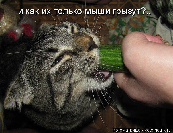 и как их только мыши грызут?..... Котоматрица: и как их только мыши грызут?..