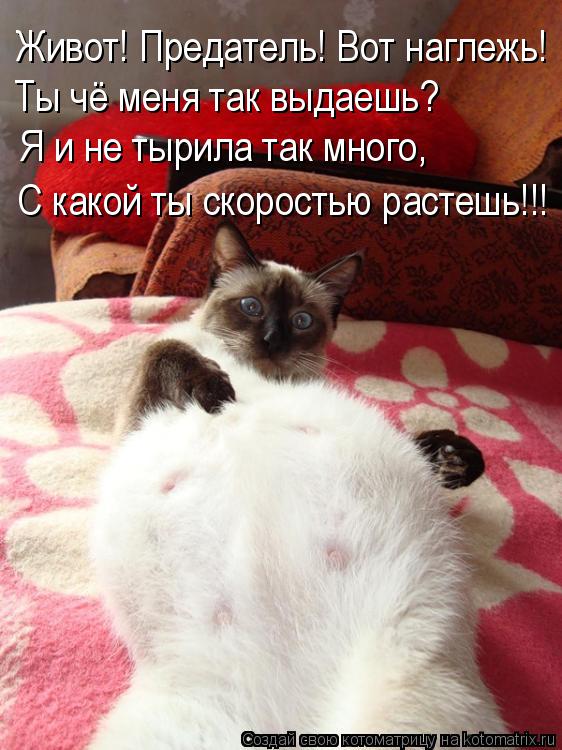 Живот! Предатель! Вот наглежь! Ты чё меня так выдаешь? Я и не тырила так много, С какой ты скоростью ... Котоматрица: Живот! Предатель! Вот наглежь! Ты чё меня так выдаешь? Я и не тырила так много, С какой ты скоростью растешь!!!